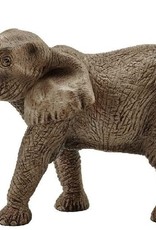 African Elephant, Male