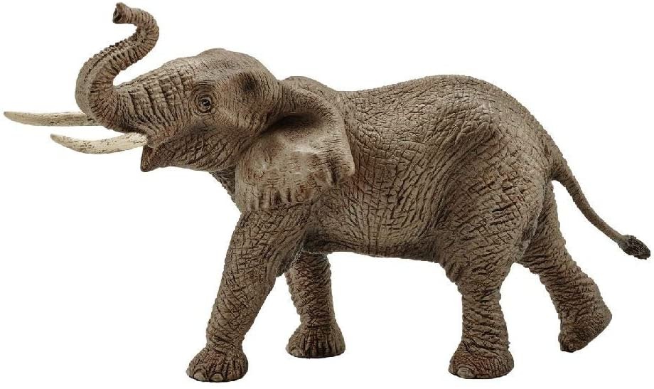 African Elephant, Male